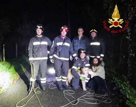 Cane Resta Bloccato In Un Fosso Nei Boschi Di Davagna Salvato Dai