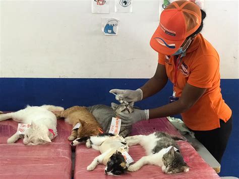 II Jornada de esterilización Canina y Felina fue un éxito Alcaldía