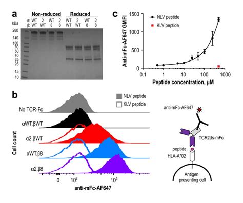 High Affinity Tcr Mfc Proteins Bind Peptide Pulsed Antigen Presenting