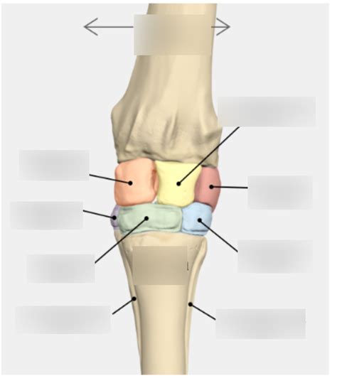 Comparative Anatomy - Horse Carpus Bones Diagram | Quizlet