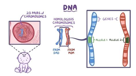 DNA mutations: Video, Causes, & Meaning | Osmosis