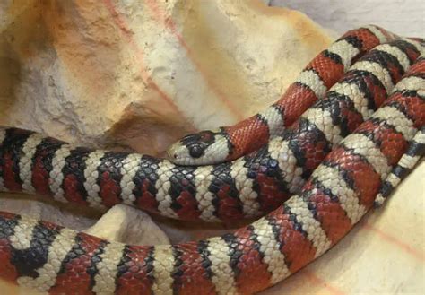 Arizona Mountain Kingsnake