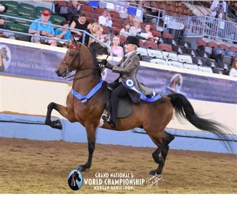 National And World Champions Ledyard Farms