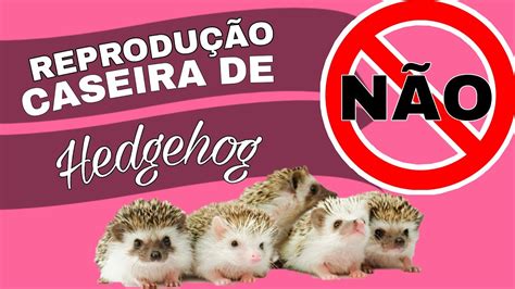 HEDGEHOG Reprodução Caseira Motivos para não apoiar Ouriço pigmeu