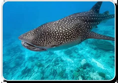 The Whale Shark - X46 Facts, Habitat, Social Behavior & Humans Interaction - Shark Sider