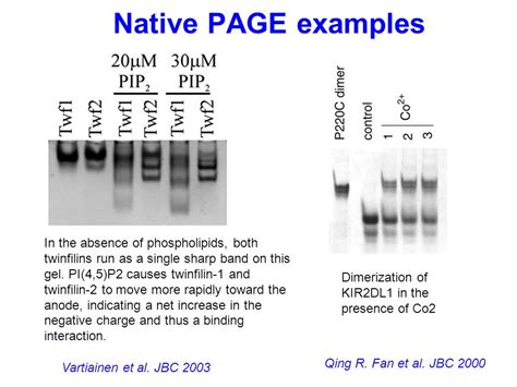 Non Denaturing Page Gel Recipe Bryont Blog