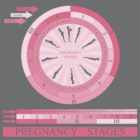 Pregnancy Stages Infographic Template Vector Eps Uidownload