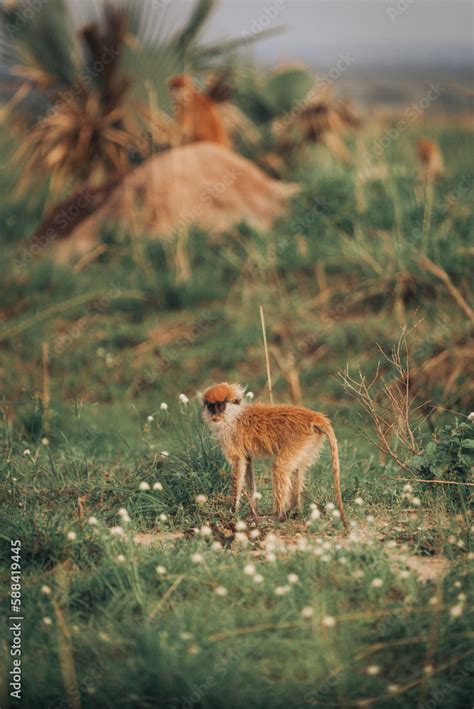 A Patas Monkey Also Known As The Wadi Monkey Or Hussar Monkey In