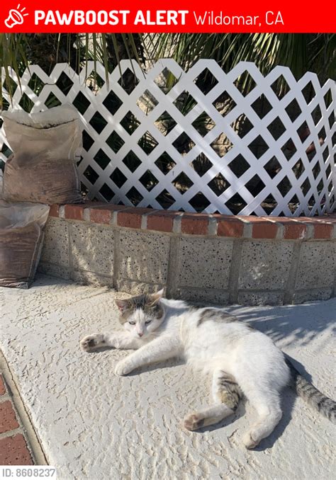 Wildomar Ca Lost Male Cat Ringo Is Missing Pawboost