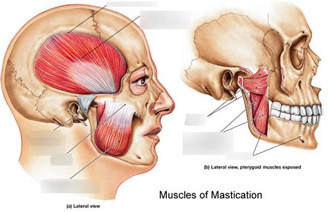 Muscles Of Mastication Diagram Quizlet