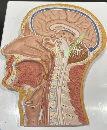 Human Sagittal Head Model Flashcards Quizlet