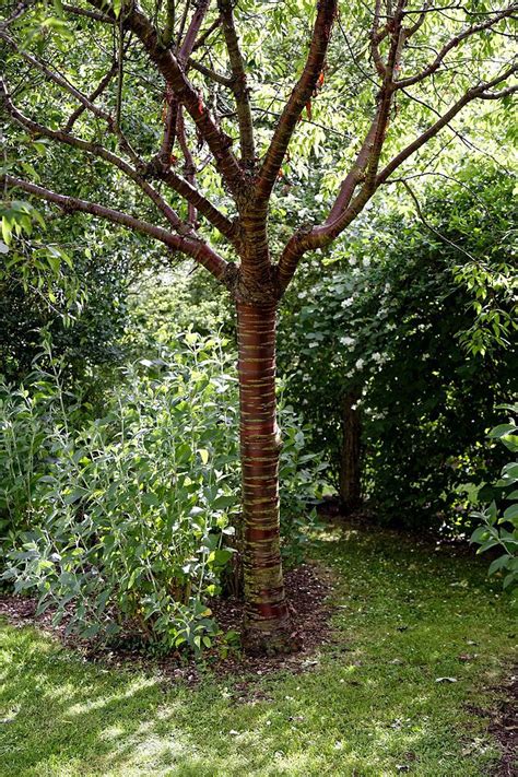 Prunus Serrula Birch Bark Cherry Paperbark Cherry Tibetan Cherry