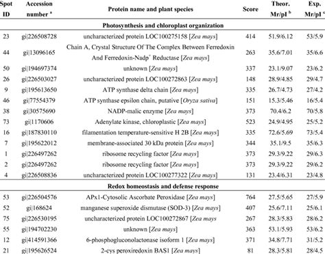 Differentially Expressed Proteins Under Cr Stress Conditions In Maize