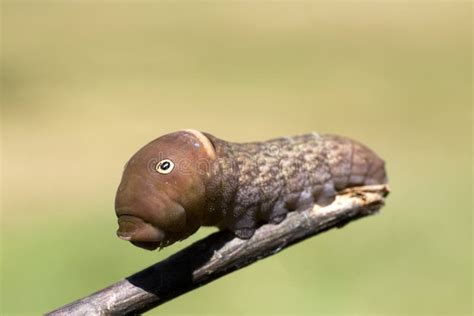 Caterpillar With Eyes And Head Up Stock Image Image Of Insect Branch 105431473