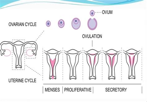 Reproduction cycle Flashcards | Quizlet