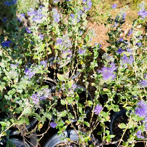 Dark Knight Shrub Blue Mist Bluebeard Desert Shade Nursery