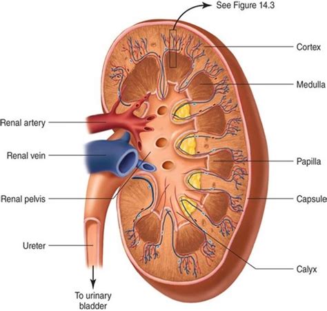 Dnap A P Ii Exam Renal Flashcards Quizlet