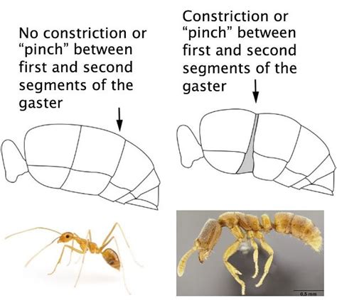 Identification Pacific Invasive Ant Toolkit