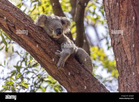 Close Up Of A Sleepy Looking Koala Phascolarctos Cinereus Holding On