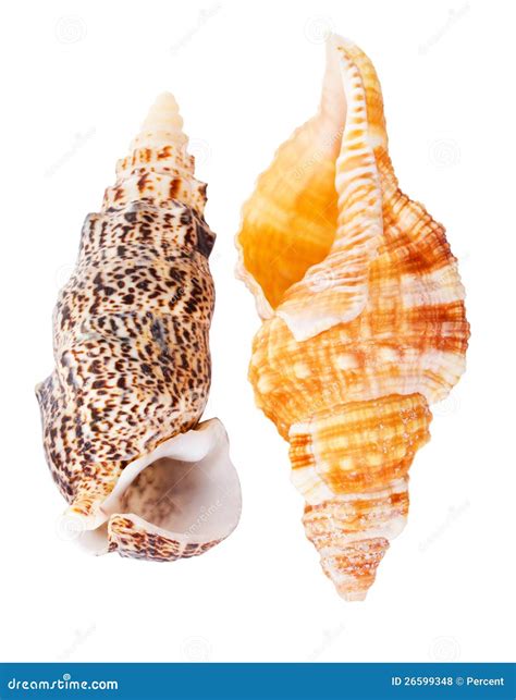 Two Seashells Stock Photo Image Of Studio Seashell 26599348