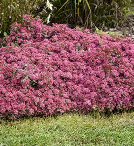 Rock N Round Bright Idea Stonecrop Sedum Hybrid Proven Winners