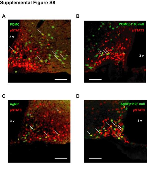 Figure S8 Leptin Induced Pstat3 Generation In Pomc And Agrp P110β Null Download Scientific