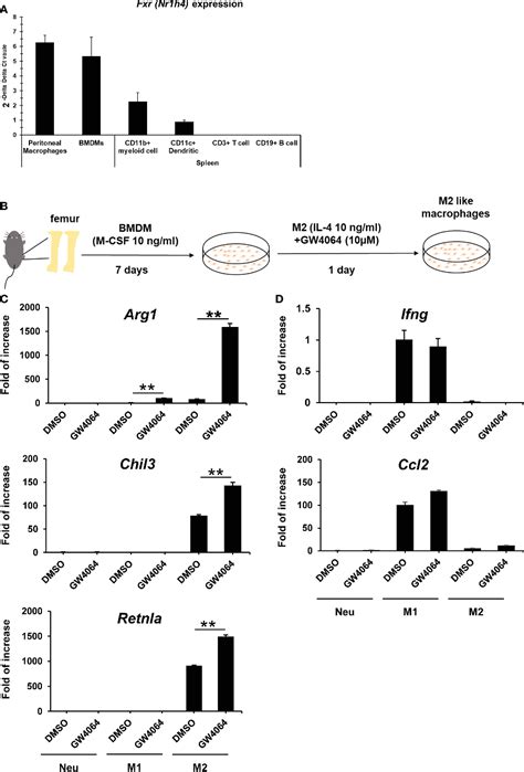 Figure 1 From Stimulation Of The Farnesoid X Receptor Promotes M2