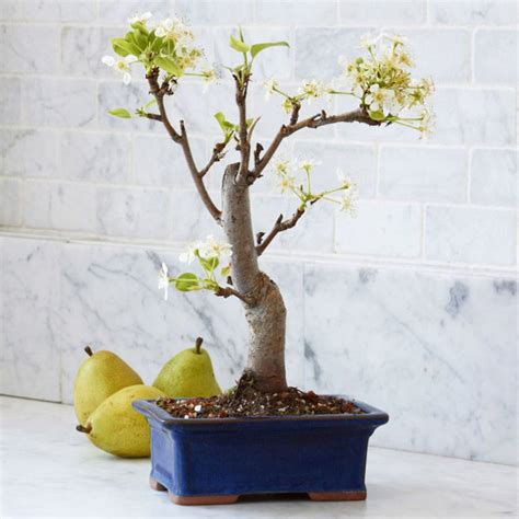 The Most Popular Bonsai Fruit Trees The Bonsai Master