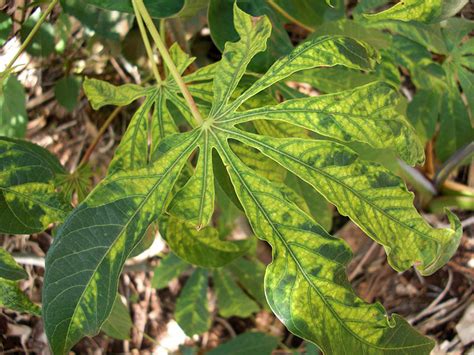 Cassava Mosaic Disease African Cassava Mosaic Cabi Compendium