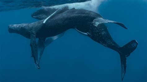 The First Humpback Whales Seen Having Sex Are Both Male