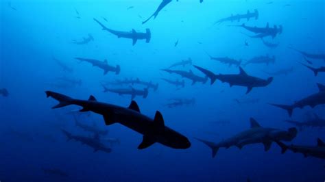 Scalloped hammerhead sharks | Sharkwater Extinction