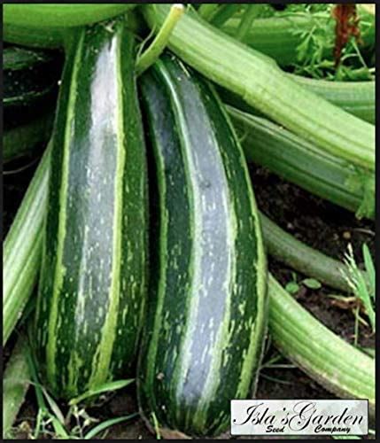 Semillas De Calabaza De Verano Cocozelle Zucchini Para Plantar M S De