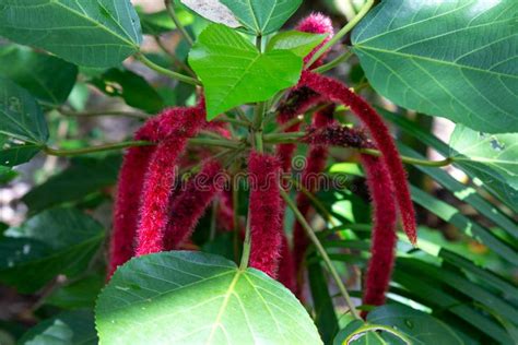 An Exotic Native Plant From The Island Of Madagascar Stock Image Image Of Garden Background