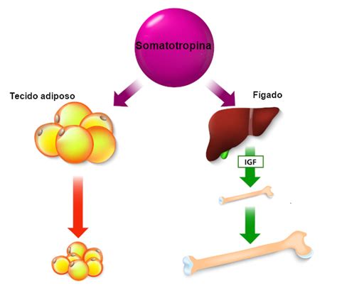 Gonadotropina Coriônica Humana Estrutura Química Da Hormona Da