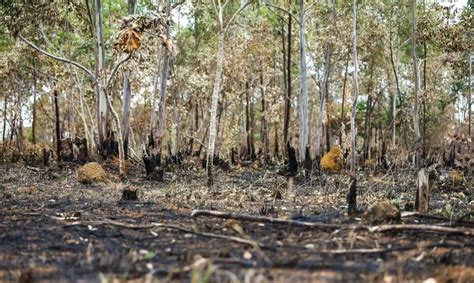 Desmatamento em áreas protegidas da Amazônia cai 73 em 2023 Revista