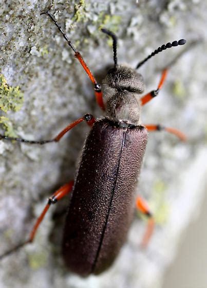 Blister Beetle Lytta Aenea Bugguide Net