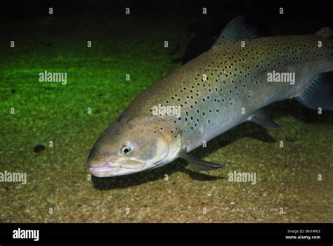 Trucha de mar salmo trutta trutta adulto fotografías e imágenes de alta