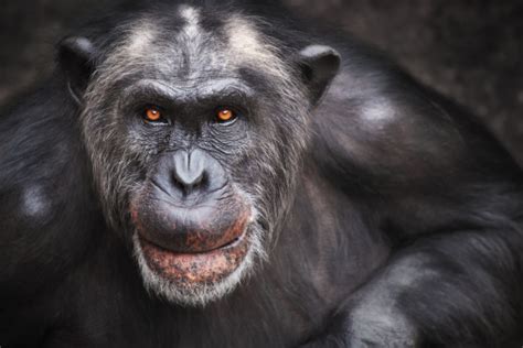 Old Male Chimpanzee Stock Photo And More Pictures Of Animal Istock