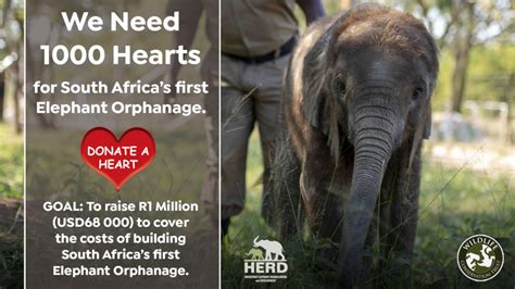 1000 Hearts for SA's first Elephant Orphanage - GlobalGiving