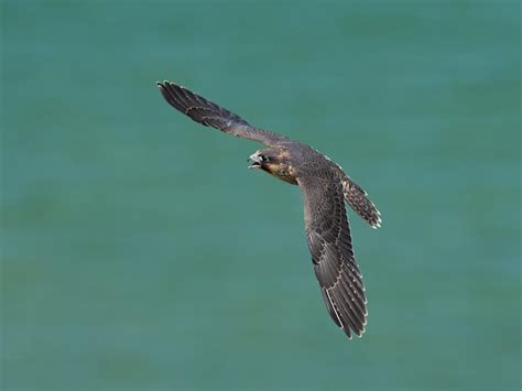 Premium Photo | Peregrine falcon falco peregrinus