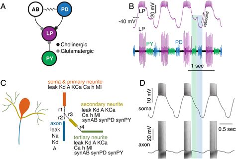 Neuronal Morphology Enhances Robustness To Perturbations Of Channel