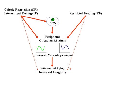 Effect Of Feeding Regimens On Circadian Rhythms Implications For