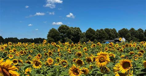 Gallery – Sunflower Farm