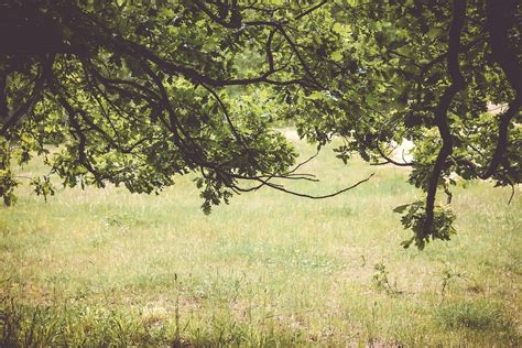 Green Grassland Trees Free Photo On Pixabay Pixabay