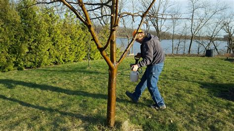 When To Spray Apple Trees Arbor True Ca