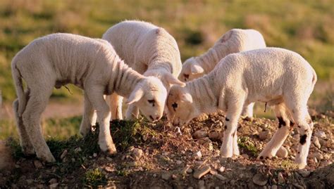 Cordero Características hábitat comportamiento origen Animal