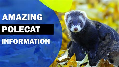 Amazing Polecat Information Youtube