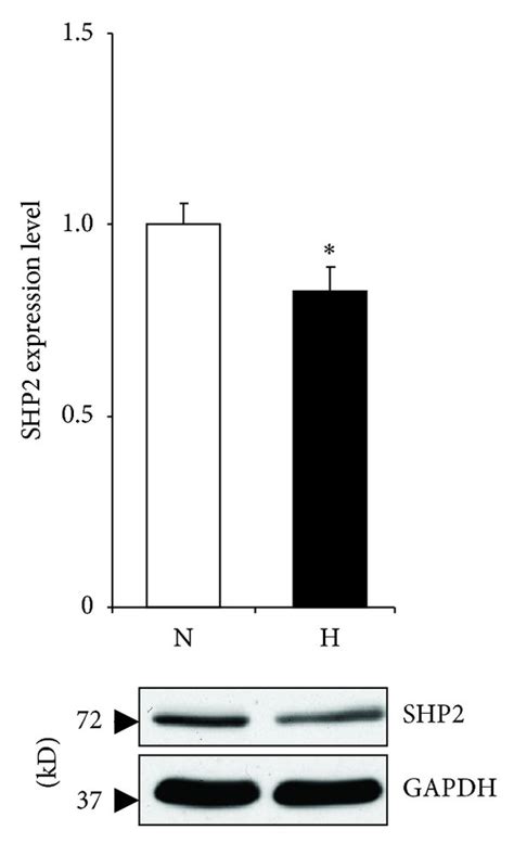 Gab Protein Expression In Rat Cardiomyocytes Following H Of Hypoxic