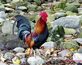 Popular items for chanticleer rooster on Etsy