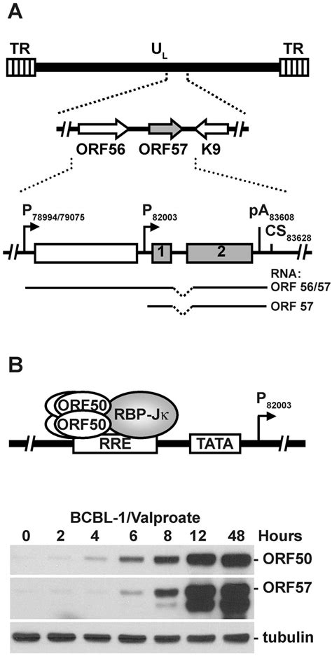 Gene Structure And Expression Of Kshv Orf A Schematic Diagram Of